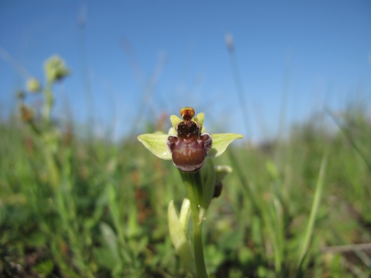 Ophrys bombyliflora